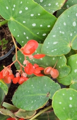 Begonia coccinea
