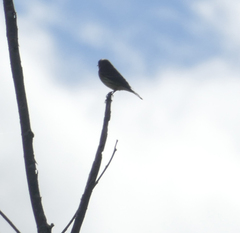 Setophaga coronata
