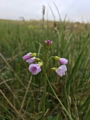 Cardamine polemonioides