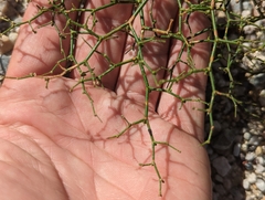 Eriogonum heermannii