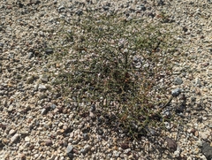 Eriogonum heermannii