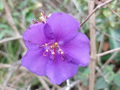 Melastomeae
