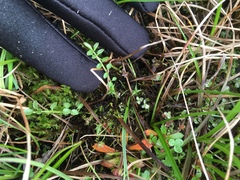 Cardamine polemonioides