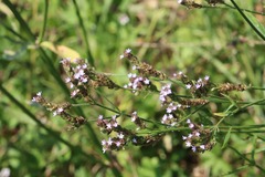 Verbena brasiliensis