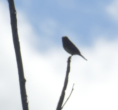 Setophaga coronata