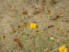 Grindelia pulchella