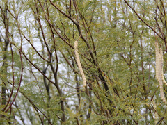 Prosopis flexuosa