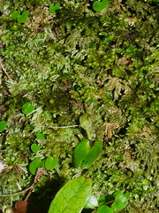 Corybas rivularis