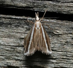 Orocrambus vittellus