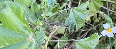 Brachynemurus versutus