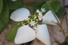 Coelospermum decipiens