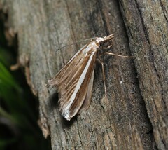 Orocrambus vittellus