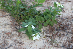 Coelospermum decipiens