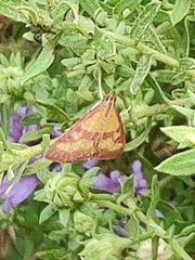 Pyrausta laticlavia