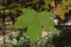 Acer rubrum drummondii