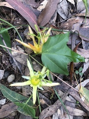 Passiflora herbertiana