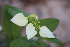 Coelospermum decipiens