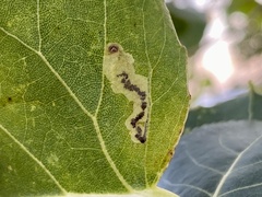 Stigmella populetorum
