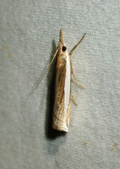 Crambus leachellus