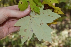 Acer rubrum drummondii