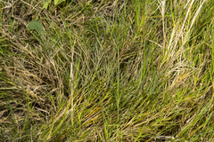 Distichlis distichophylla