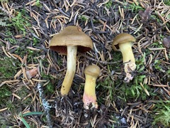 Cortinarius tinctorum