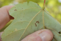 Acer rubrum drummondii