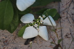 Coelospermum decipiens