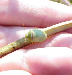 Piezodorus guildinii