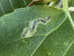 Stigmella populetorum