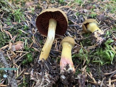 Cortinarius tinctorum