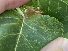 Stigmella populetorum