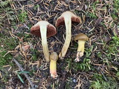 Cortinarius tinctorum
