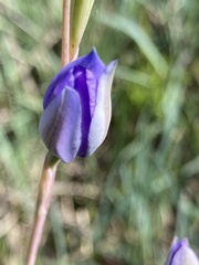 Thelymitra pauciflora