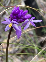 Sowerbaea juncea