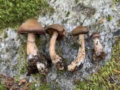 Cortinarius glandicolor