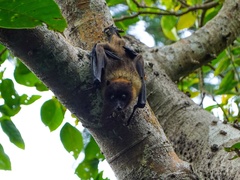Pteropus dasymallus yayeyamae