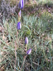 Thelymitra pauciflora