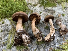 Cortinarius glandicolor