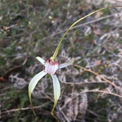 Caladenia venusta