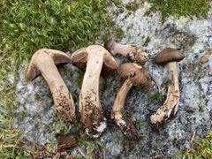 Cortinarius glandicolor