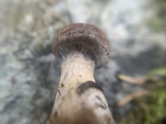 Cortinarius glandicolor