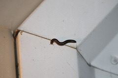 Cylindroiulus caeruleocinctus