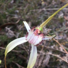 Caladenia venusta
