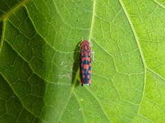 Ladoffa variolaria