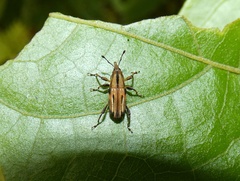Rhodobaenus lineiger