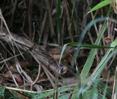 Colluricincla rufogaster