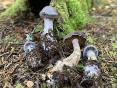 Cortinarius kauffmanianus