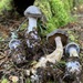 Cortinarius kauffmanianus - Photo (c) Alfredo Justo, some rights reserved (CC BY-NC), uploaded by Alfredo Justo