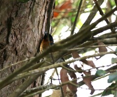 Symposiachrus trivirgatus